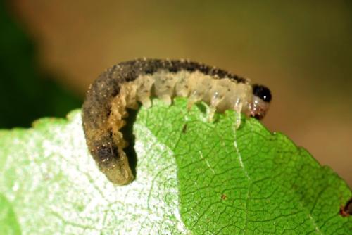 Réf. 310 480 : Rhogogaster sp.